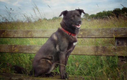 dogs2_0030.jpg