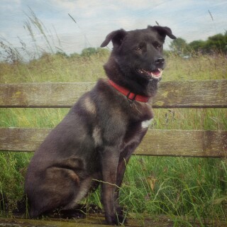 dogs2_0030