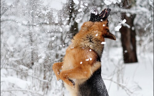 dogs2_0032.jpg