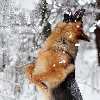 dogs2_0032