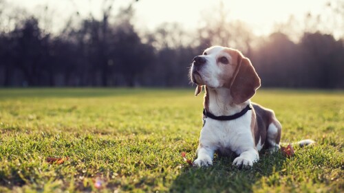 dogs2_0033.jpg