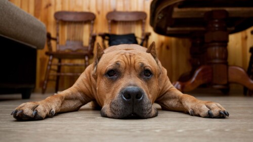 dogs2_0038.jpg