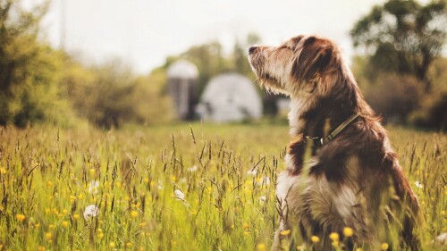 dogs2_0039.jpg