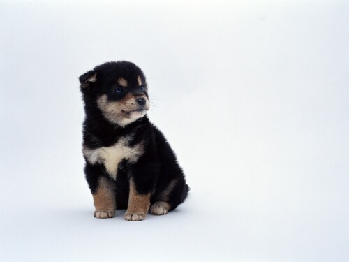 dogs2_0042.jpg