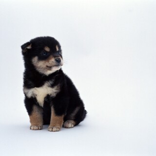 dogs2_0042