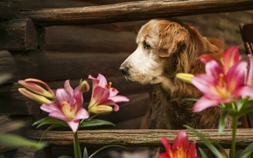 dogs2_0044.jpg