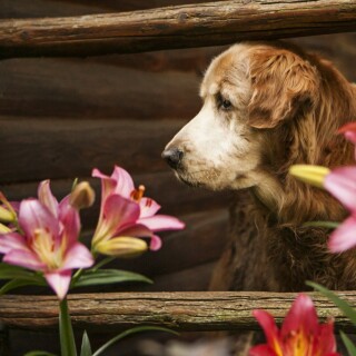 dogs2_0044
