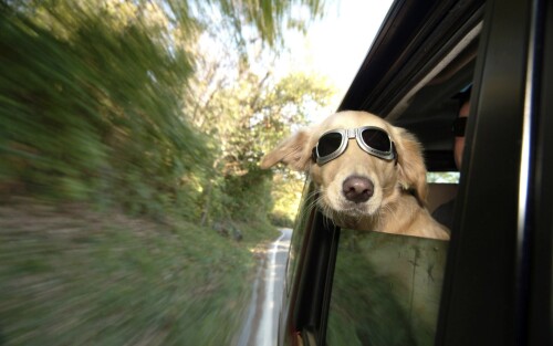 dogs2_0045.jpg