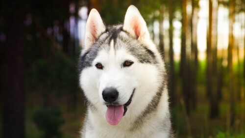 dogs2_0048.jpg
