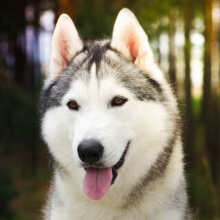 dogs2_0048