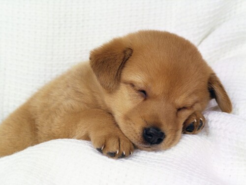dogs2_0050.jpg