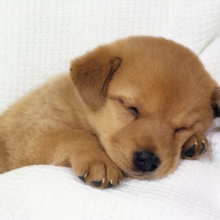 dogs2_0050