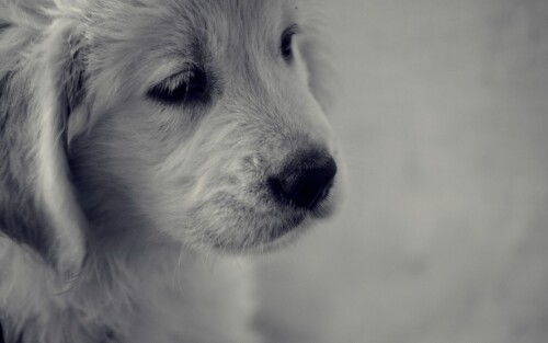 dogs2_0052.jpg