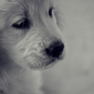 dogs2_0052