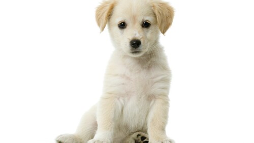 dogs2_0065.jpg