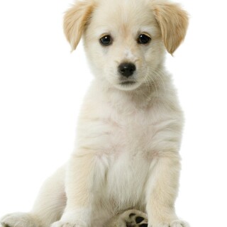dogs2_0065