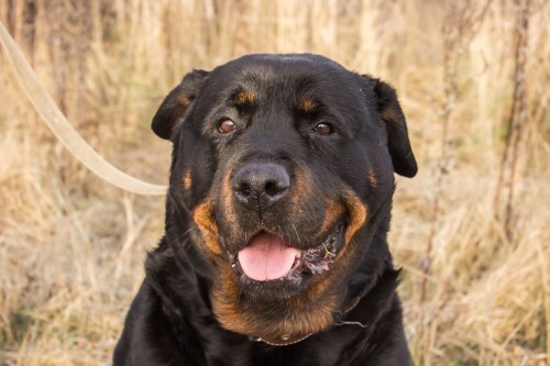dogs2_0066.jpg
