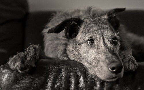 dogs2_0067.jpg