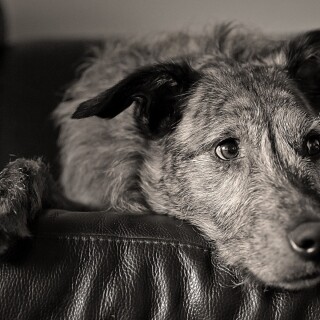 dogs2_0067