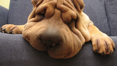 dogs2_0077.jpg