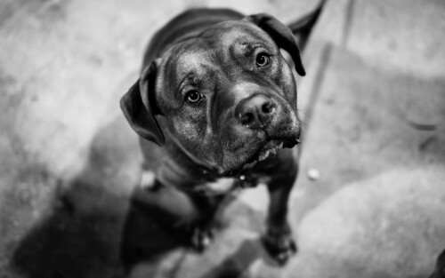 dogs2_0078.jpg