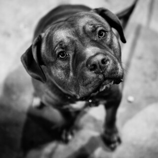 dogs2_0078