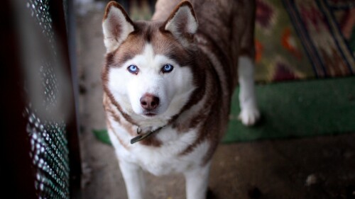 dogs2_0082.jpg