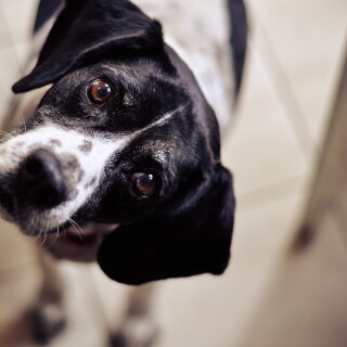 dogs2_0084