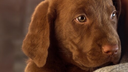 dogs2_0085.jpg