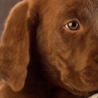 dogs2_0085