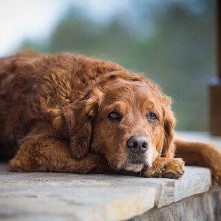 dogs2_0091