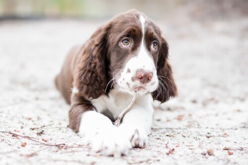 dogs2_0096.jpg