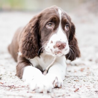dogs2_0096