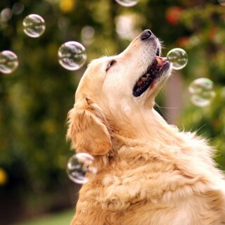 dogs2_0097