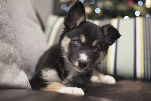 dogs2_0098.jpg