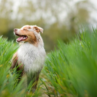 dogs2_0099