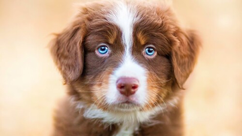 dogs2_0109.jpg