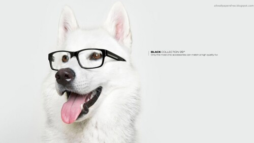 dogs2_0116.jpg
