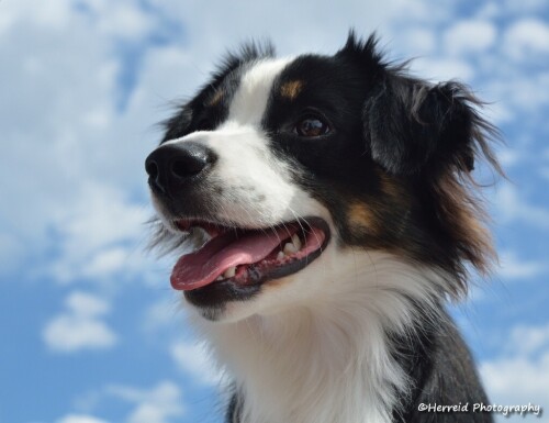 dogs2_0121.jpg