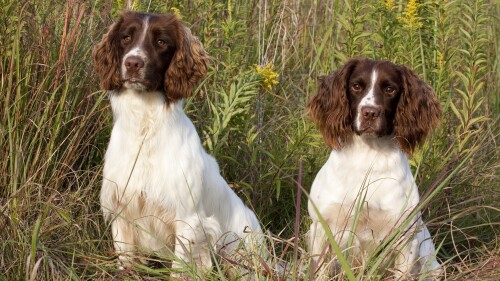 dogs2_0126.jpg