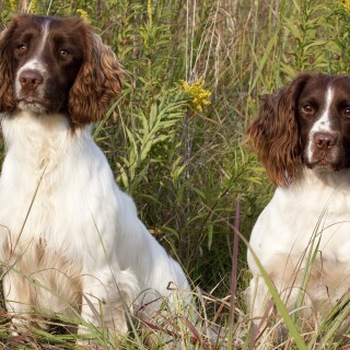 dogs2_0126