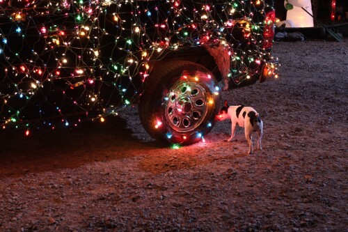 dogs2_0127.jpg