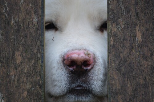 dogs2_0134.jpg