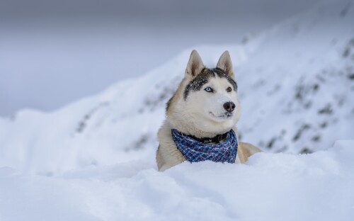 dogs2_0136.jpg