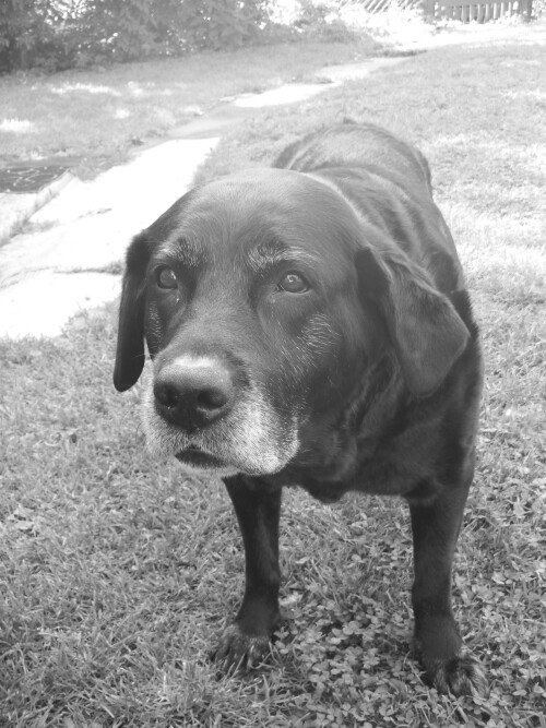 dogs2_0138.jpg