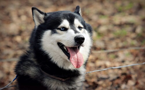 dogs2_0141.jpg