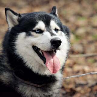 dogs2_0141
