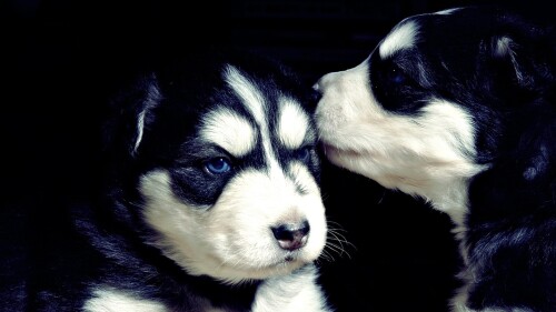 dogs2_0142.jpg