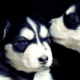 dogs2_0142