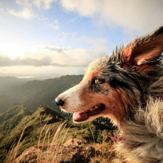 dogs2_0147